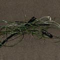 Beach Strands Debris by Bill Posner