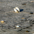 Beach Things Photograph by Cathy Kovarik Beach Things Photograph by Cathy Kovarik