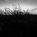 Beachgrass Sunset Black and White Photograph by Pelo Blanco Photo Beachgrass Sunset Black and White Photograph by Pelo Blanco Photo
