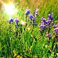 Beams On Bluebells Photograph by Kimberly Furey Beams On Bluebells Photograph by Kimberly Furey