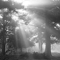 Beams Through the Trees Photograph by Mike McGlothlen Beams Through the Trees Photograph by Mike McGlothlen