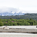 Bear on Sandbar Photograph by Cheryl Strahl Bear on Sandbar Photograph by Cheryl Strahl