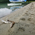 Bear Tracks in Alaska Photograph by Cheryl Strahl Bear Tracks in Alaska Photograph by Cheryl Strahl