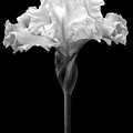 Bearded Iris Black And White by Trevor Slauenwhite Bearded Iris Black And White by Trevor Slauenwhite