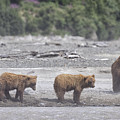 Bears in a Sandstorm Photograph by Cheryl Strahl Bears in a Sandstorm Photograph by Cheryl Strahl