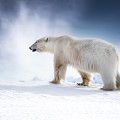 Beautiful adult male polar bear, ursus maritimus, walking across the snow of Svalbard Photograph by Jane Rix Beautiful adult male polar bear, ursus maritimus, walking across the snow of Svalbard Photograph by Jane Rix