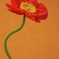 Beautiful and Vibrant Poppy Photograph by Tina Horne Beautiful and Vibrant Poppy Photograph by Tina Horne