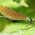 Beautiful Demoiselle by Tony Mills