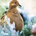 Beautiful Dove Painting by Christina Rollo Beautiful Dove Painting by Christina Rollo