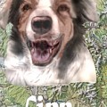 Beautiful Finn Mixed Media by Pamela Calhoun Beautiful Finn Mixed Media by Pamela Calhoun