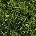 Beautiful Grasses by Rajiv Chopra