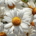 Beautiful large wild daisies with water drops Photograph by Simon Bratt Beautiful large wild daisies with water drops Photograph by Simon Bratt