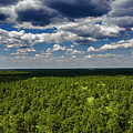 Beautiful Pine Barrens Landscape Photograph by Louis Dallara Beautiful Pine Barrens Landscape Photograph by Louis Dallara