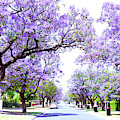 Beautiful purple flower Jacaranda tree lined street in full bloom. Photograph by Milleflore Images Beautiful purple flower Jacaranda tree lined street in full bloom. Photograph by Milleflore Images
