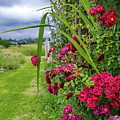 Beautiful Spring Flowers Photograph by Alex Lyubar Beautiful Spring Flowers Photograph by Alex Lyubar