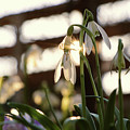 White snowdrop in golden hours. Photograph by Vaclav Sonnek White snowdrop in golden hours. Photograph by Vaclav Sonnek