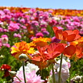 Beautiful Spring Flowers Photograph by Rich Cruse Beautiful Spring Flowers Photograph by Rich Cruse