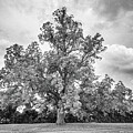 Beautiful Tree in Black and White by Bob Decker