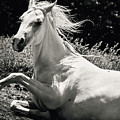 Beautiful White Horse Laying Down Photograph by Dimitar Hristov Beautiful White Horse Laying Down Photograph by Dimitar Hristov