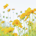 Beautiful Yellow Flowers Photograph by Katie Dobies Beautiful Yellow Flowers Photograph by Katie Dobies