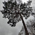 Beauty Above  by Joe Tamassy