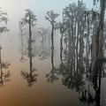 Beauty In The Fog 2 Photograph by DB Hayes Beauty In The Fog 2 Photograph by DB Hayes
