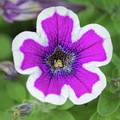 Beauty of A Garden Petunia Photograph by Debra Martz Beauty of A Garden Petunia Photograph by Debra Martz