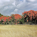 Beauty Of Bougainvillea Photograph by Jennifer Robin Beauty Of Bougainvillea Photograph by Jennifer Robin