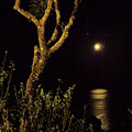 Beauty Of Our Planet - Music Of Night Photograph by Tatiana Bogracheva Beauty Of Our Planet - Music Of Night Photograph by Tatiana Bogracheva