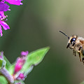 Bee at Work Photograph by Regina Muscarella Bee at Work Photograph by Regina Muscarella