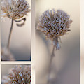 Bee Balm Photograph by Karen Rispin Bee Balm Photograph by Karen Rispin