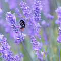 Bee buzzing in the lavender Photograph by Andrew Lalchan Bee buzzing in the lavender Photograph by Andrew Lalchan