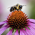 Bee claiming the flower Photograph by Rick Nelson Bee claiming the flower Photograph by Rick Nelson