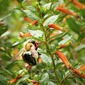 Bee on Cuphea ignea Plant by Kristia Adams