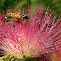 Bee on Mimosa Flower Photograph by Beverly Read Bee on Mimosa Flower Photograph by Beverly Read