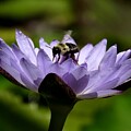 Bee on Purple Waterlily  by Robert Sharpe