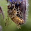 Bee on Starflower Photograph by Cheri Freeman Bee on Starflower Photograph by Cheri Freeman