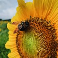 Bee on Sunflower Photograph by Rick Nelson Bee on Sunflower Photograph by Rick Nelson
