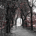 Beech forest tunnel Photograph by MPhotographer Beech forest tunnel Photograph by MPhotographer