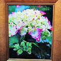 Begonia by Eileen Petre