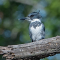 Belted Kingfisher DSB0380 Photograph by Gerry Gantt Belted Kingfisher DSB0380 Photograph by Gerry Gantt