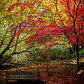 Bench in the Leaves by Rob Green