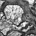 Beneath the Angel Oak - John's Island South Carolina by Bob Decker