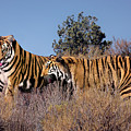 Bengal Tigers on a Grassy Hillside Photograph by Dave Welling Bengal Tigers on a Grassy Hillside Photograph by Dave Welling