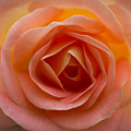 Bern Rose by Carrie Hannigan