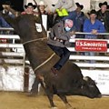 Bernie is Usually a No Bull Kinda Guy Photograph by Lee Darnell Bernie is Usually a No Bull Kinda Guy Photograph by Lee Darnell