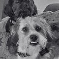 Best Buddies Photograph by Cindy's Creative Corner Best Buddies Photograph by Cindy's Creative Corner
