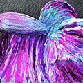 Betta Fish by Angela Brunson