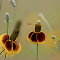 Between Flowers Photograph by Deon Grandon Between Flowers Photograph by Deon Grandon