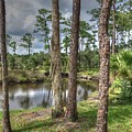 Between the Pines by Debbi Granruth Between the Pines by Debbi Granruth